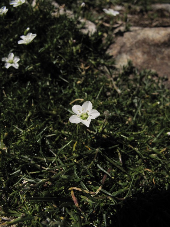 Sagina pilifera